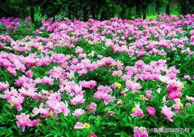 微信黑马速查靠谱吗:如果没有大人监督孩子上网课，你觉得有用吗？