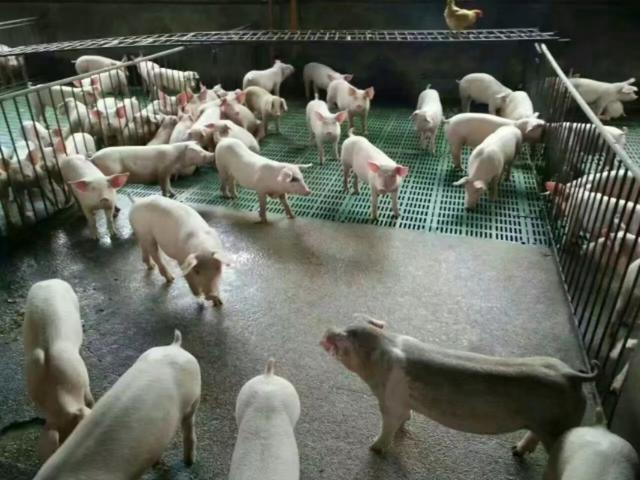 一头三四十斤的小猪要一千多元才买到,喂半年出栏到底能赚多少钱？