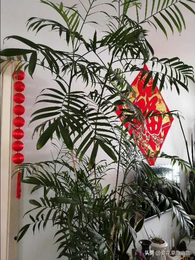 假昙花和蟹爪兰哪个好养:家养的花里，哪些花最好养？