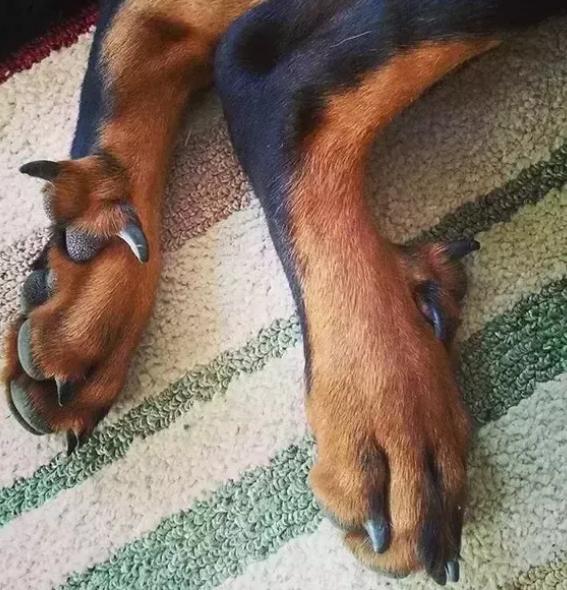 狗和狼的DNA一样吗？插图45