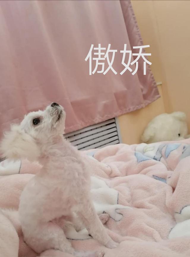 bixiong:比熊整天在家里不出门能行吗？