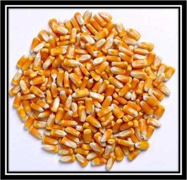 头条问答 - 半马牙和马齿玉米哪个好?(3个回答)