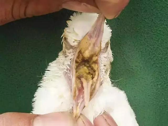 猫滴虫病的症状:猫感染弓形虫有什么症状？