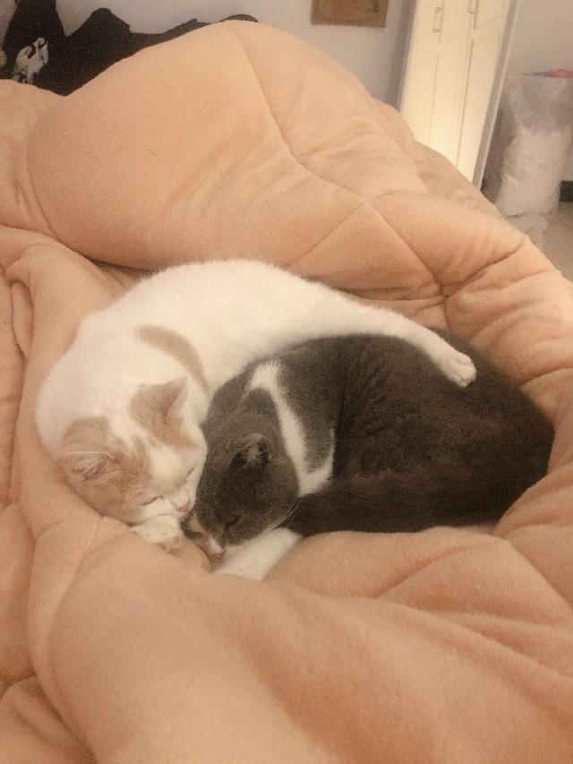 英国短毛猫:为什么现在这么多人养灰色的英国短毛猫？