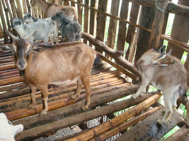 在农村除了养殖种植以外还有其他的创业项目吗?(农村药材种植项目?