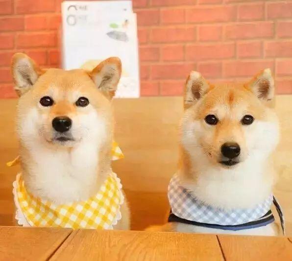 日本柴犬图片:生活中的柴犬有表情包上的漂亮吗？
