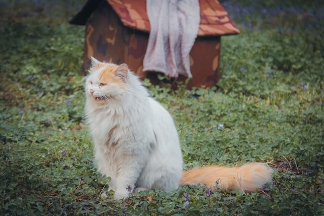 半夜猫叫:半夜三更明明没人，猫猫为什么一直叫个不停？