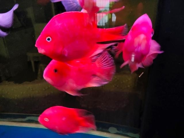 民用水族箱过滤器:小鱼缸用什么过滤器比较好？