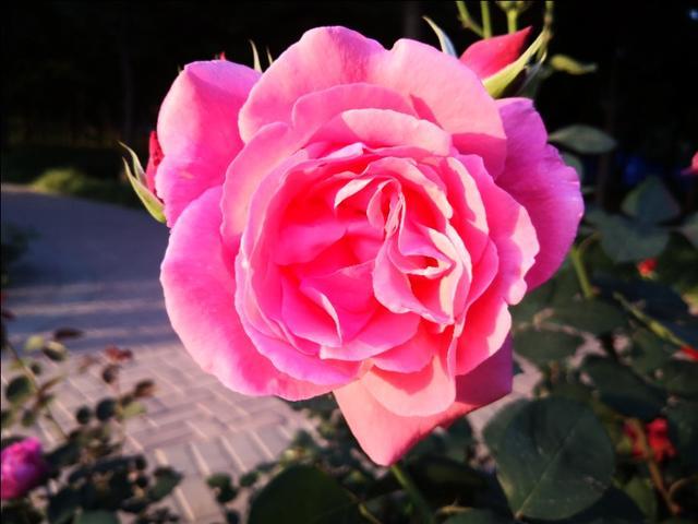 居家生活小窍门网站:生活领域申请认证的问题都是花花草草，不懂养花知识的如何通过？