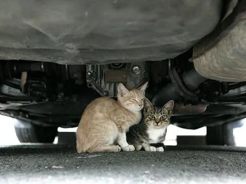 猫咪弓形虫疫苗打几针:被猫咬到手要去打狂犬疫苗吗？