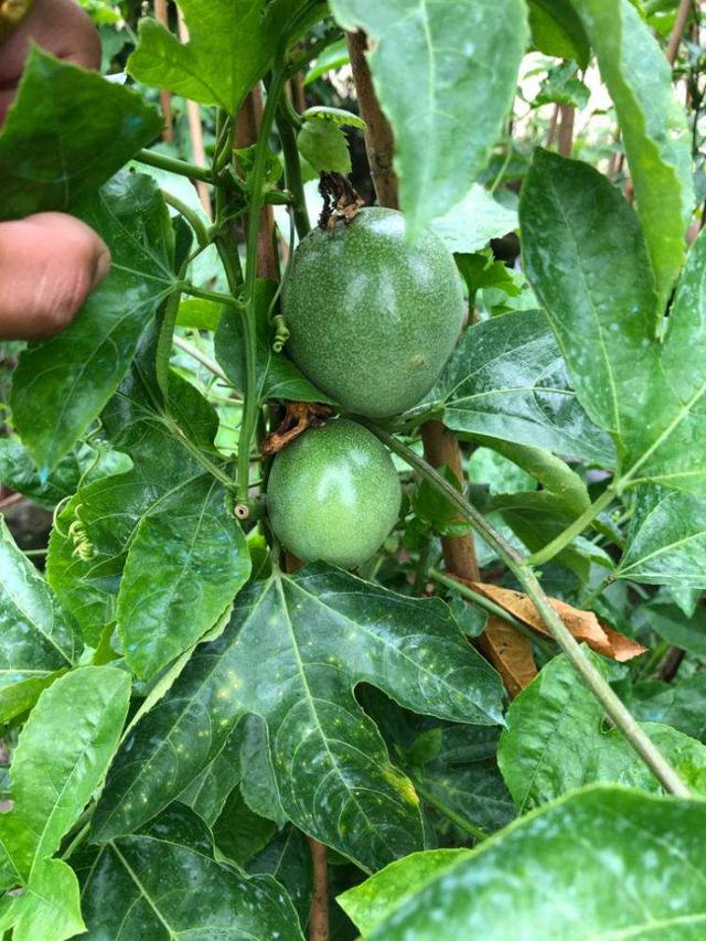 百香果是什么季节的水果,现在这个季节适合种百香果吗？