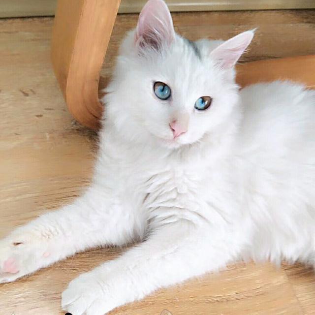 伟嘉干粮可以给猫长期吃吗:猫咪一直吃猫粮可以吗？为什么？