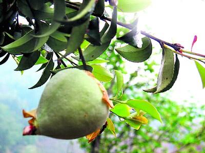 茶晶石的功效与作用,农村茶树上的茶桃有什么用，可以吃吗？