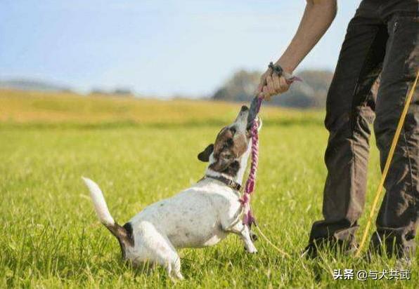 和狗狗:孩子和狗狗一起养，将来能与人合群吗？