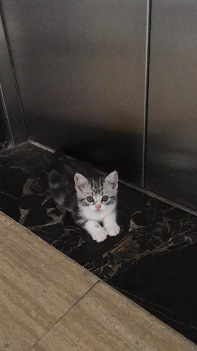 豹猫图片:在哪个瞬间，你后悔养猫了？