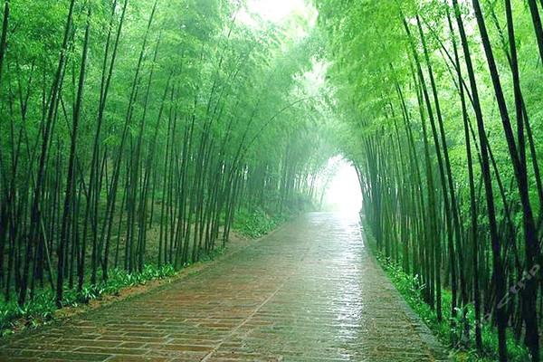 润物细无声是描写春雨的吗:“随风潜入夜，润物细无声”这两句诗是从什么角度来写春雨的？