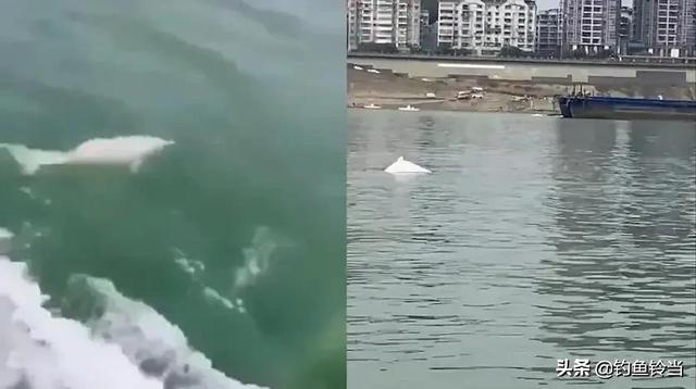 1400只海豚遭捕杀血染浅水湾，广西梧州鸳江大桥附近水域惊现白海豚，是什么原因