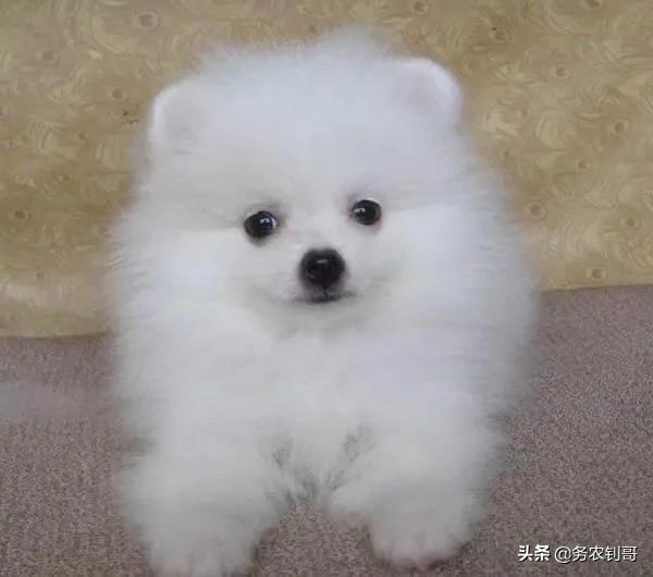 超大型犬:哪些品种狗狗养起来比较难？ 超大型犬排名