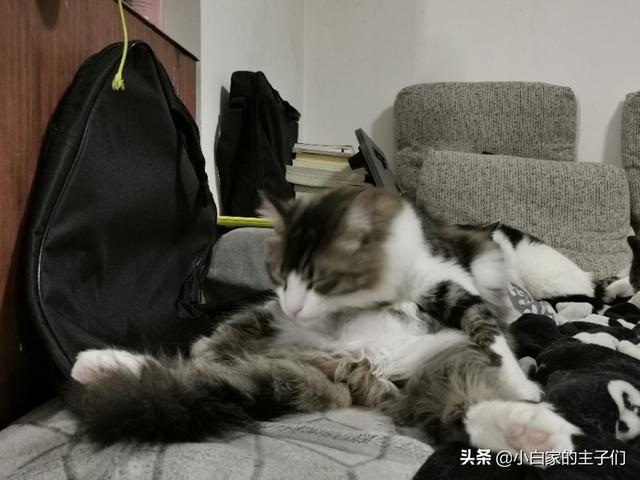 小狗睡觉翻白眼图片:猫咪奴才们，主子睡觉有时睁一只眼闭一只眼，谁知道是为什么呢？ 小狗睡觉翻白眼是怎么回事