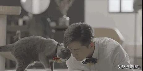 金希澈收养雪莉的猫:金希澈与momo恋爱了，你更希望爱豆对象是圈内人还是圈外人？
