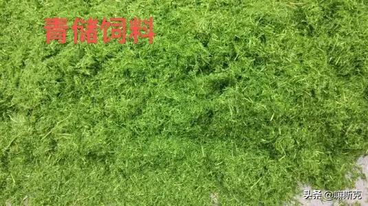 今年由于疫情,在家里种植什么最容易让农民发家致富？