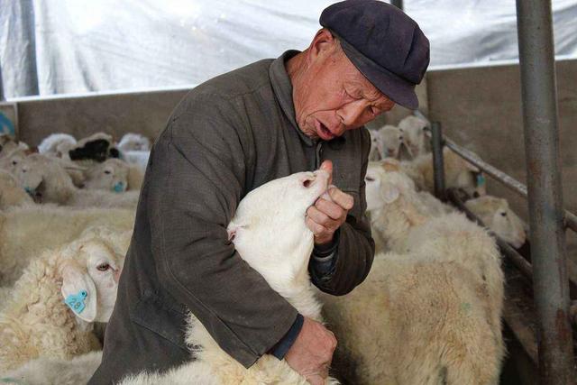 头条问答 - 羊的年龄是怎样划分的,如何通过看羊的牙齿判断年龄?