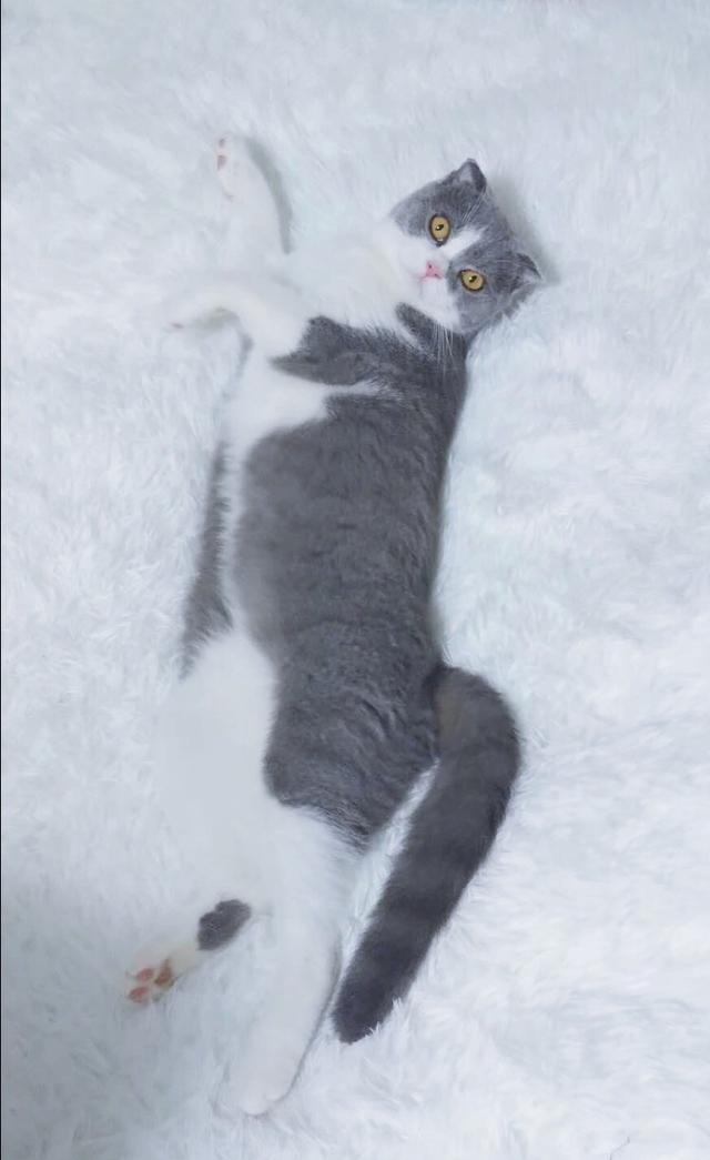 英国短毛猫:为什么现在这么多人养灰色的英国短毛猫？