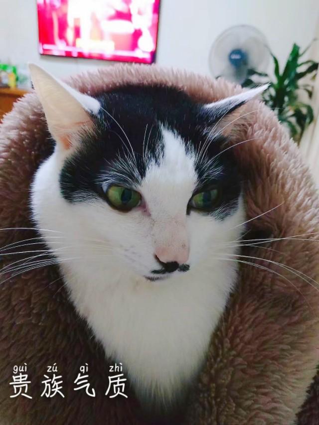抖音里的吸猫是什么意思:哪些人特别容易吸引猫咪？吸猫特征有哪些？