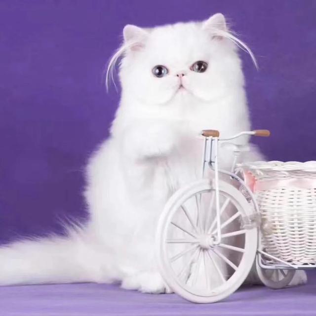 波斯猫图片:想养猫，孩子较小，要养什么品种的猫，有什么注意事项？