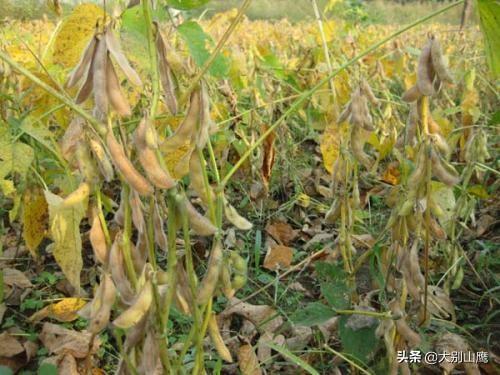 反刍动物用阴离子盐:豆秸秆能粉碎喂羊吗？需要注意什么？