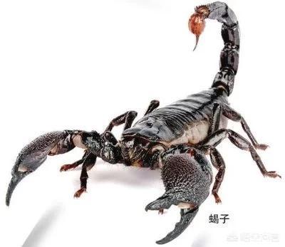 会咬人的狗不叫类似:农村俗语：“恶狗咬人不露牙，毒蛇口中吐莲花”是什么意思？