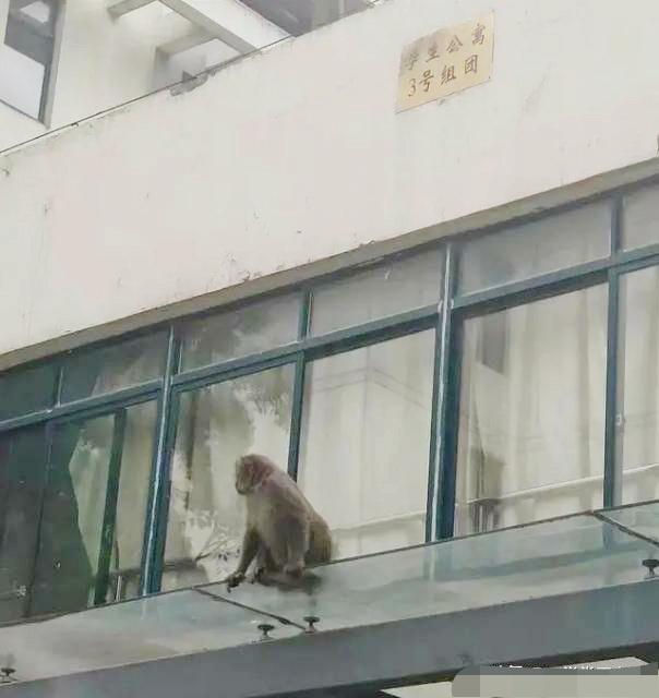 幽默观察家灵异事件:突发！蓬佩奥突然改口，称不确定病毒来源，意味着什么呢？