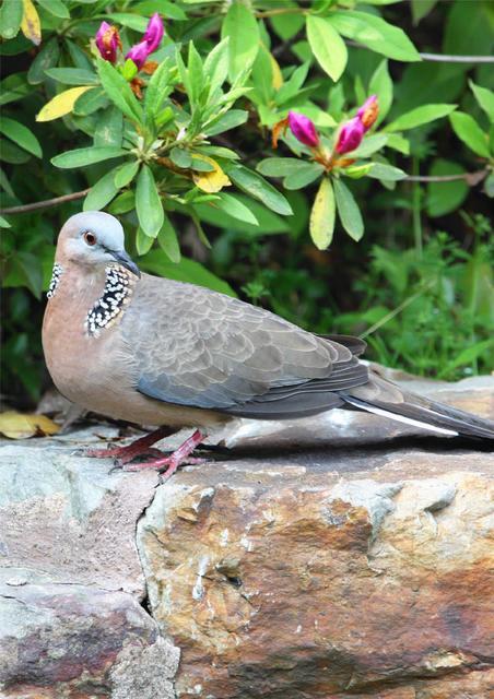 说说农村里现在最常见的鸟类是什么
