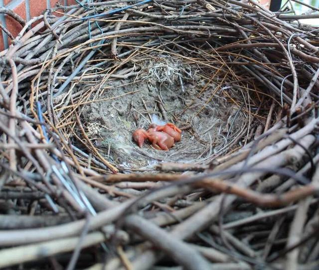 为什么?(喜鹊窝是否不怕雨雪?为什么?