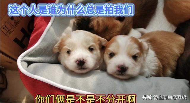 为什么有人会讨厌泰迪犬，为什么有些养狗的人不喜欢泰迪