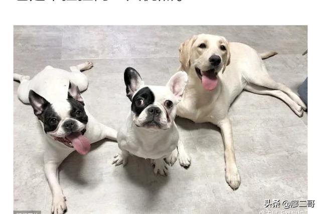 apex寻血猎犬震慑者:apex寻血猎犬震慑者皮肤 哈士奇为什么不适合做警犬？
