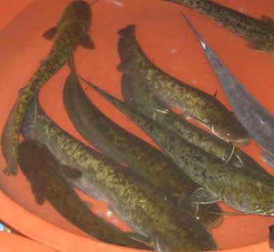 梦见猫用尾巴钓鱼:梦见猫在我嘴边摇尾巴 野钓钓鲶鱼，用什么饵料效果最好？什么时候钓鲶鱼最佳？