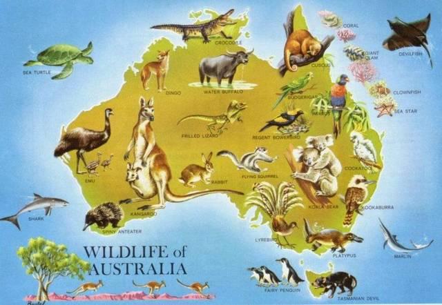 澳洲野犬英文:澳洲动物有哪些？英文怎么说？