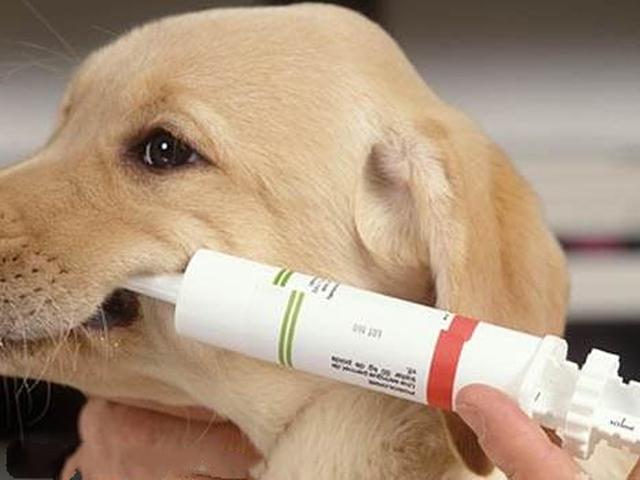 成年狗打完疫苗几天可以洗澡:狗狗打完第一针疫苗能洗澡吗？