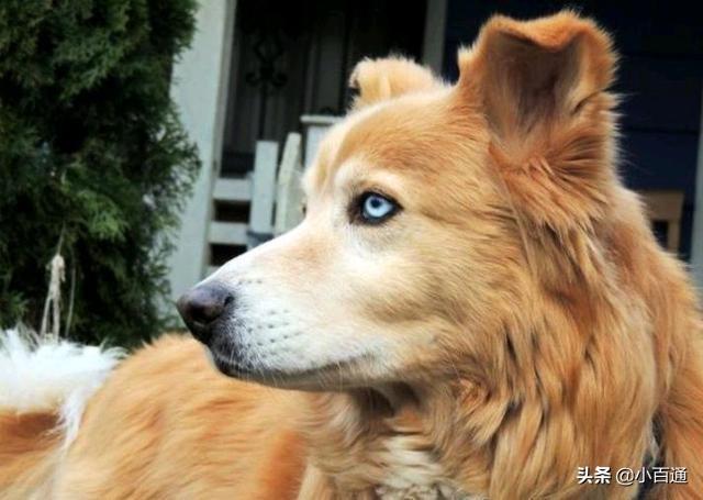 杂交白狐狸狗图片:纯种犬就一定优秀，杂交犬就一定不堪吗？