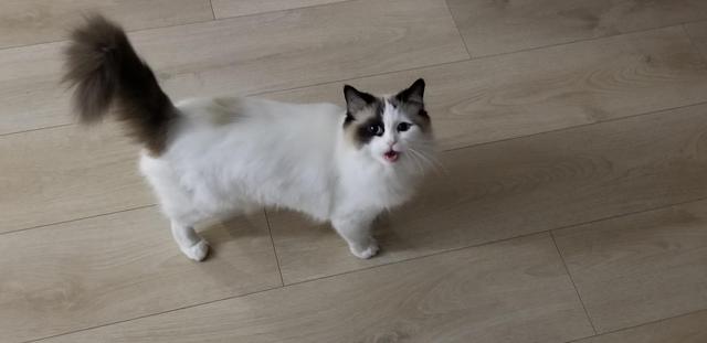 海豹双色布偶猫:布偶猫的大概价格多少钱一只幼崽--千亿宠物？