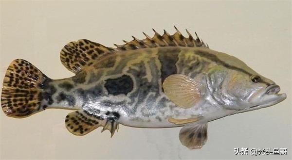 头条问答 - 今年鱼价会大涨吗?(50个回答)