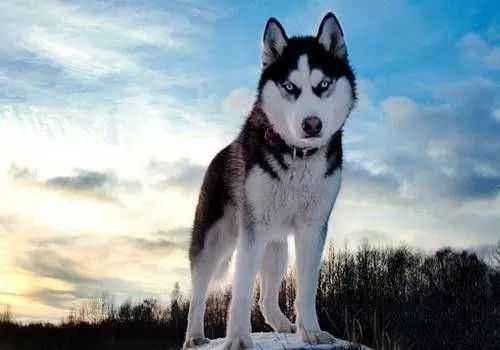 贝生吉犬是种好奇心很旺盛的狗:家里有儿童，适合养哪几种狗？