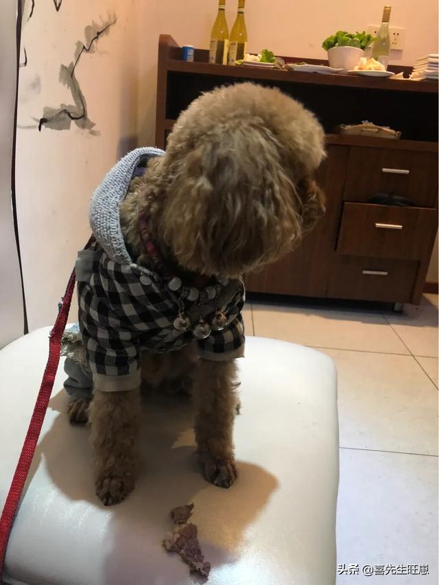 寻找泰迪吧:泰迪犬不听话了，有什么办法让它更加服从吗？