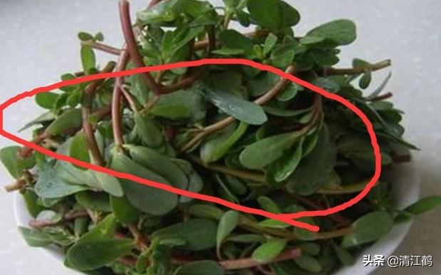 2020年种植什么药材最好？