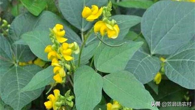 玉米地蚜虫怎么防治:种植小豆虫害较多如何防治？怎么科学种植增产？