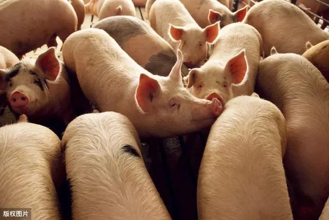 猪病防治网32:最近生猪价格下跌明显，你认为受哪些因素影响的？