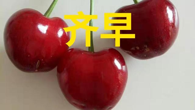 敏瑞德:鲁樱3号，瑞德，齐早，波尔娜，这几个樱桃品种哪个好？