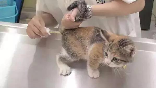 猫咪出门耳朵发热:猫耳朵背后发红怎样处理？