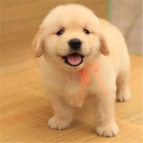 北京犬多少钱一只?:你们会花5000块钱买一只狗么？